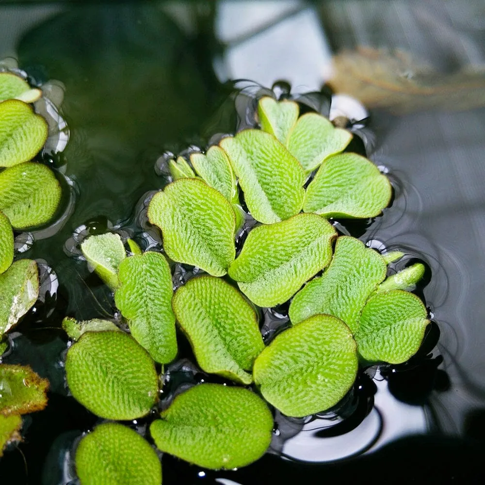 Salvinia Natans Aquatic Pond Plant - Floating Watermoss