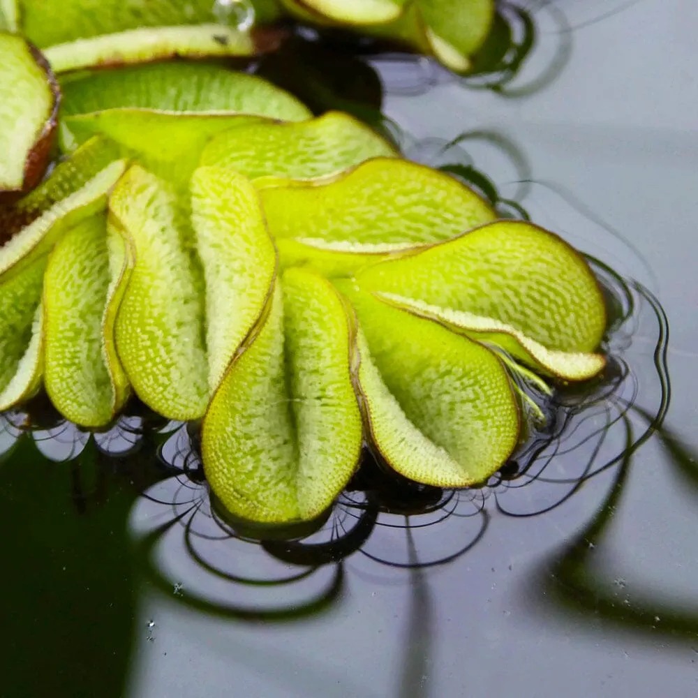 Salvinia Natans Aquatic Pond Plant - Floating Watermoss