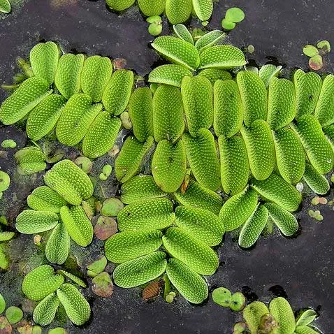 Salvinia