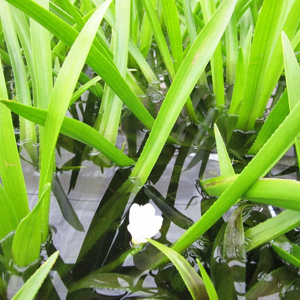 Stratiotes Aloides Aquatic Pond Plant - Water Soldier