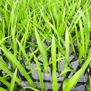 Stratiotes Aloides Aquatic Pond Plant - Water Soldier