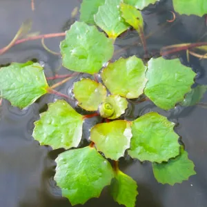 Trapa Natans Aquatic Pond Plant - Water Chestnut