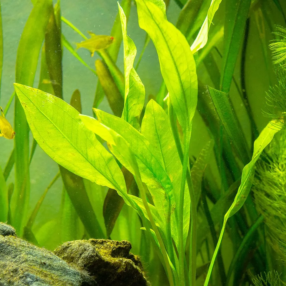 Vallisneria Gigantea Aquatic Pond Plant - Eel Grass