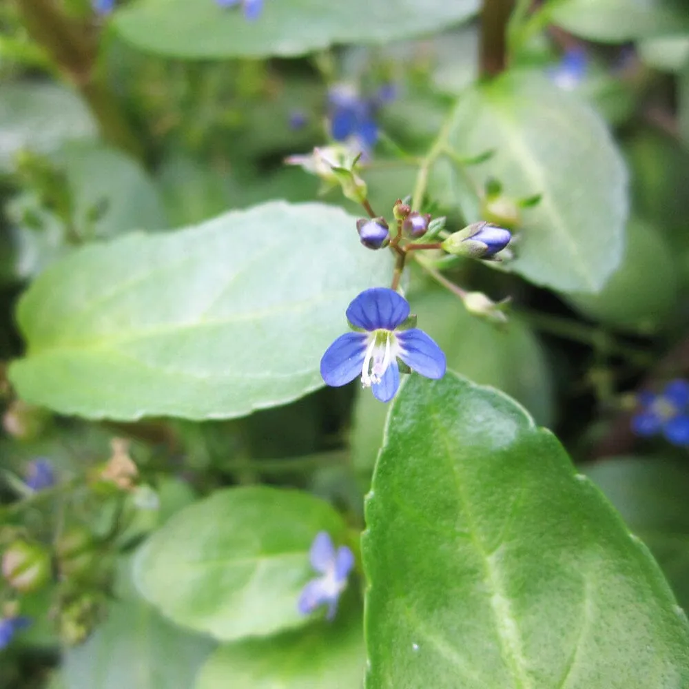 Veronica Beccabunga Aquatic Pond Plant - Brooklime